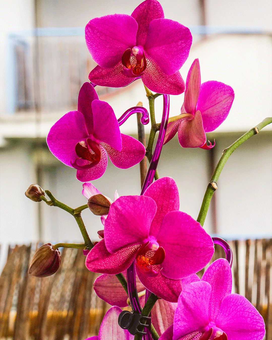Orquídea magenta vibrante