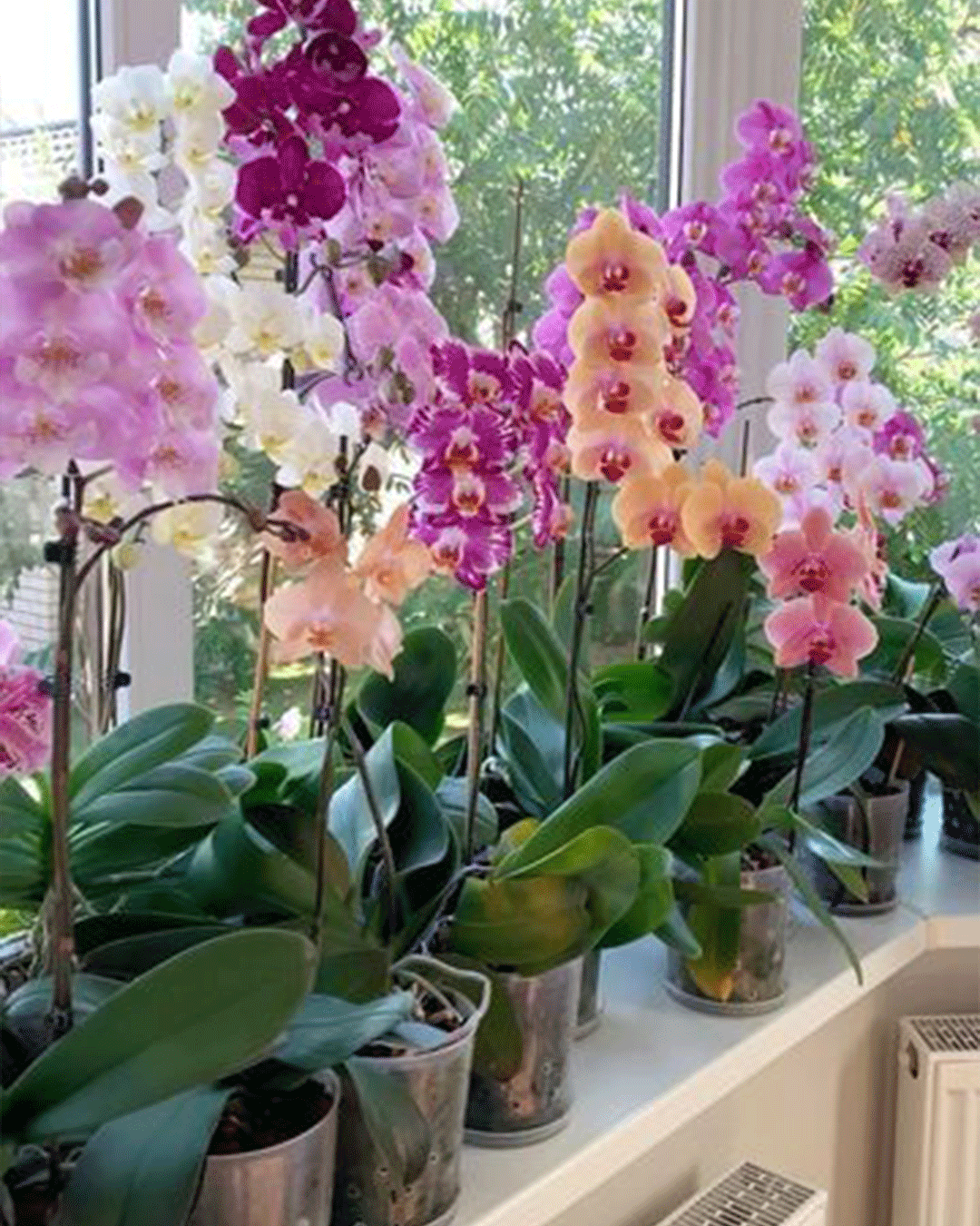 Coleção de orquídeas na janela