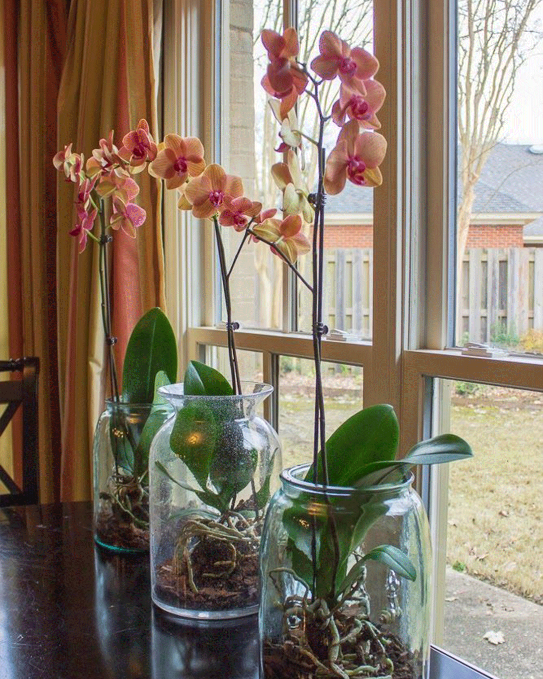 Orquídeas cultivadas em vidro
